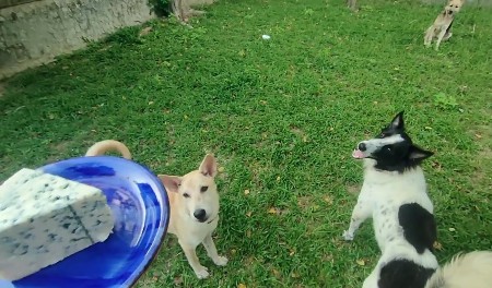 Can Dogs Eat Blue Cheese