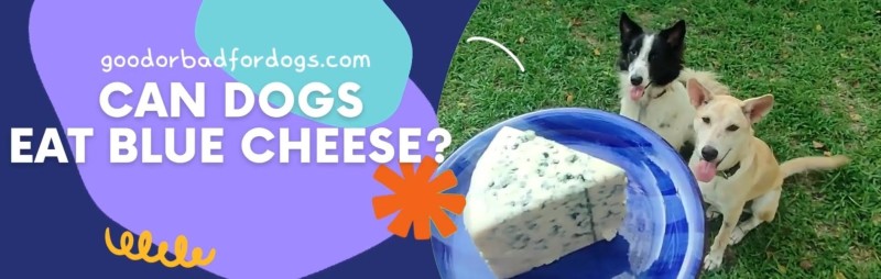 Blue cheese bad for dogs sale