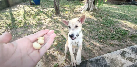 can dogs eat macadamia nuts