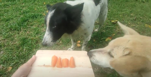 carrot good bad dog