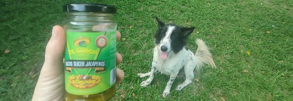 can dogs eat jalapenos