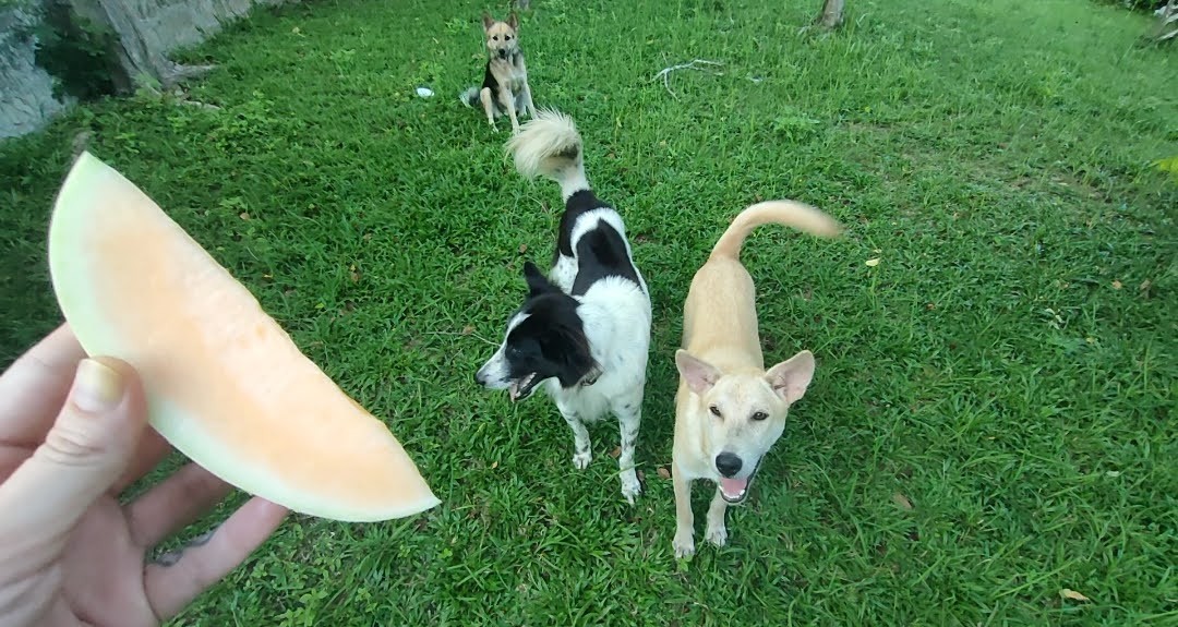 Does Cantaloupe Bad For Dogs