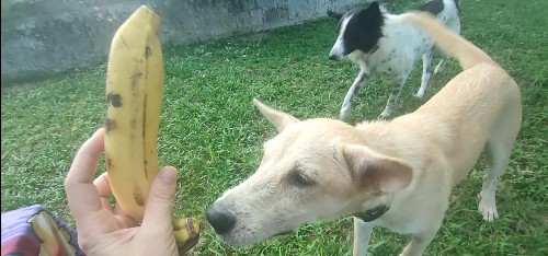 banana good bad dogs