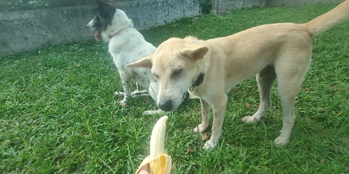 can dogs eat bananas