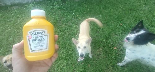 can dog have mustard