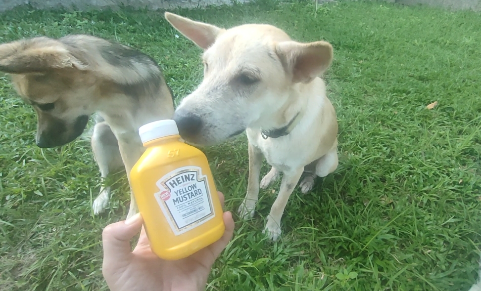 dog eat mustard safe bad